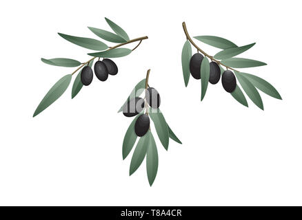 Olive branch in watercolor style. Design for olive oil, natural cosmetics, health care products. Stock Photo