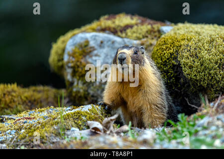 At the first ray of spring sunlight, a yellow-bellied marmot (Marmota flaviventris), also known as rock chuck, looking out of the entrance of its burr Stock Photo