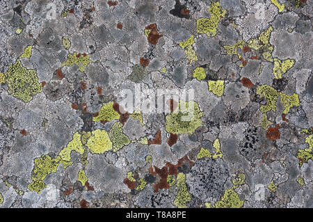 Natural abstract background. Texture of lichen on stone close up Stock Photo