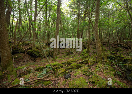 jukai is the sea of tree in japan Stock Photo