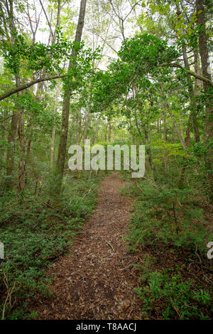 jukai is the sea of tree in japan Stock Photo