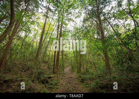 jukai is the sea of tree in japan Stock Photo