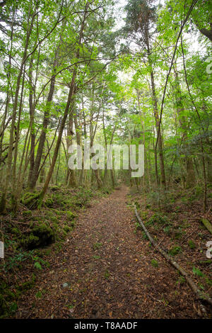 jukai is the sea of tree in japan Stock Photo