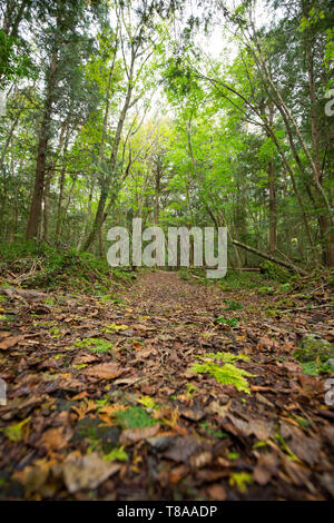 jukai is the sea of tree in japan Stock Photo