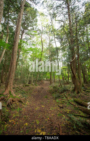 jukai is the sea of tree in japan Stock Photo