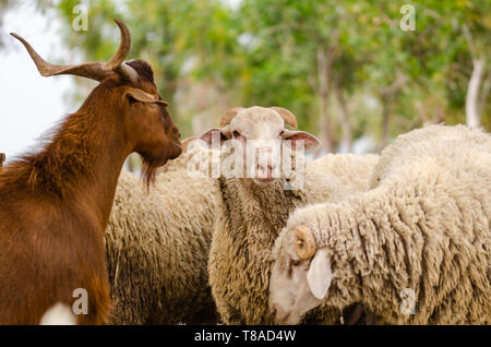 Herd of goats and sheep, close up in the farm. Stock Photo