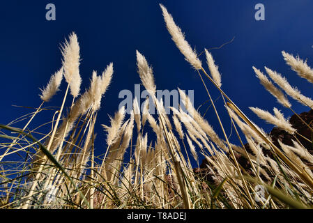 Pampas grass, San Pedro de Atacama, Chile Stock Photo