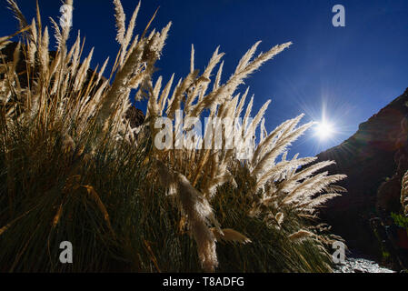 Pampas grass, San Pedro de Atacama, Chile Stock Photo