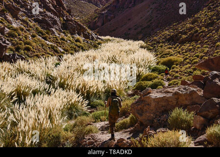 Trekking along beautiful Pampas grass, San Pedro de Atacama, Chile Stock Photo