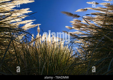 Pampas grass, San Pedro de Atacama, Chile Stock Photo