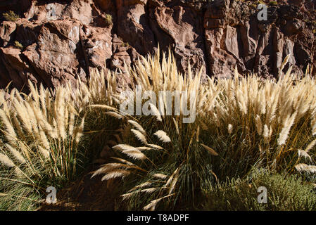 Pampas grass, San Pedro de Atacama, Chile Stock Photo