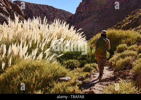Trekking along beautiful Pampas grass, San Pedro de Atacama, Chile Stock Photo