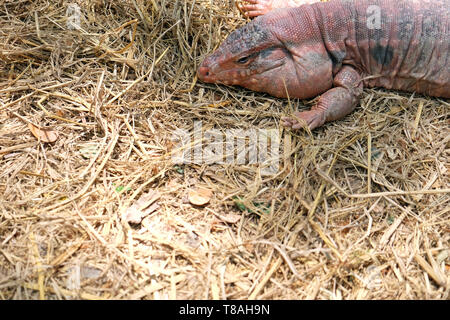 Tegu red lizard from Argentina on ground - Image Stock Photo