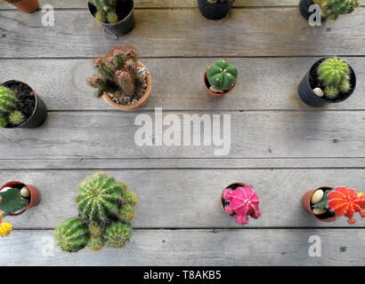 Collection of various cactus and succulent plants in different pots. Potted cactus house plants Stock Photo