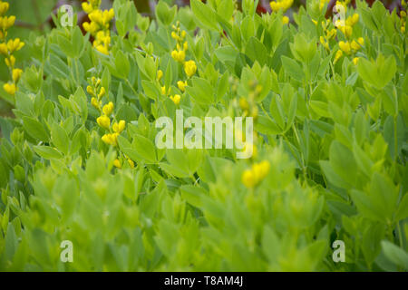 Screaming Yellow shrubbery Stock Photo