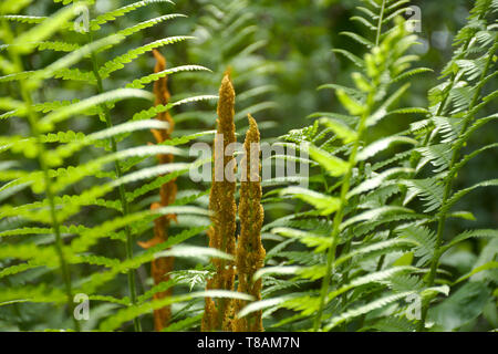 interrupted fern at Capitol National Arboretum Stock Photo