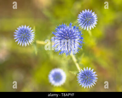 Great globe-thistle (Echinops sphaerocephalus) blue flowers artistic scene Stock Photo