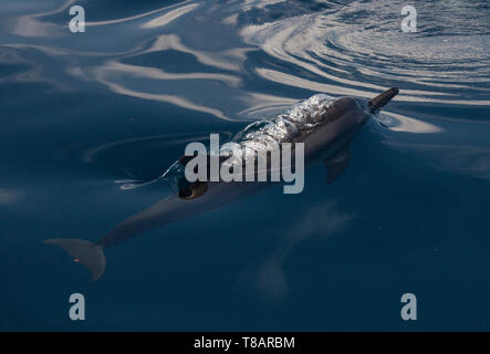 Spinner dolphin (Stenella longirostris) blowing while bow-riding a banca tour boat in Honda Bay, Puerto Princesa, Palawan, the Philippines. Stock Photo