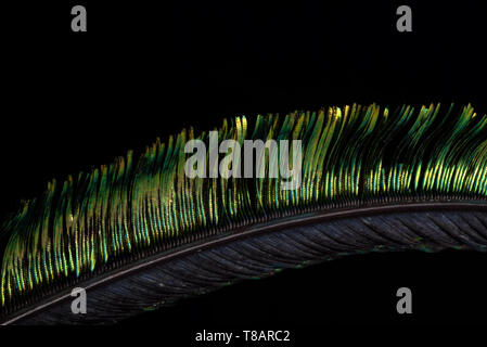 4:1 Macro Composite Image of a small strand of Peacock Herl feather. Sometimes also called a Peafowl. Stock Photo