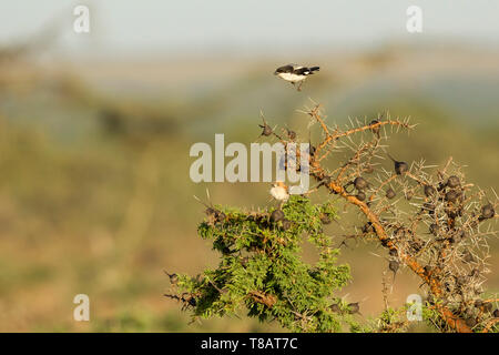 A male Common fiscal shrike flying and displaying above a female in the bush below, side view, Ol Pejeta Conservancy, Laikipia, Kenya, Africa Stock Photo