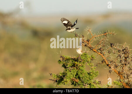 A male Common fiscal shrike flying and displaying above a female in the bush below, side view, Ol Pejeta Conservancy, Laikipia, Kenya, Africa Stock Photo