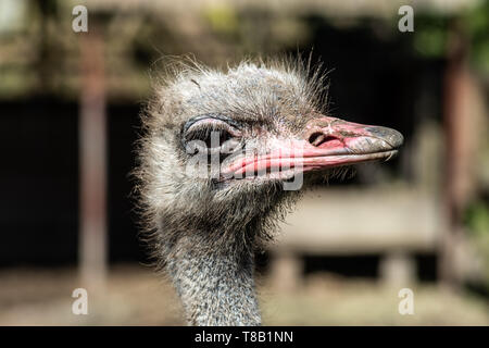 ostrich head close up on a bokeh background Stock Photo