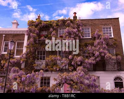 Blooming wisteria covering front of a residential building in Notting Hill, London, UK. Stock Photo