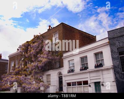 Blooming wisteria covering front of a residential building in Notting Hill Stock Photo