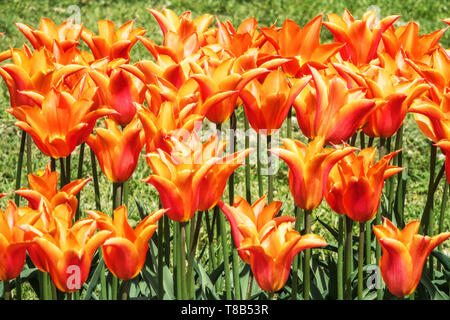 Orange tulips in flowerbed spring border garden flowers, orange flowers spring border tulips Tulipa 'Lily Fire' Lily Flowering Tulip Stock Photo