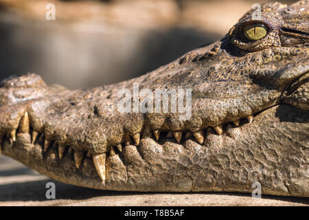 Close-up head of a crocodile  Stock Photo