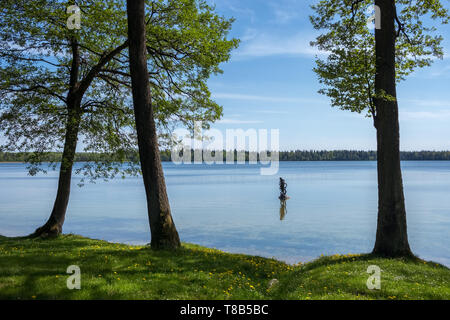 Beautiful landscape of lake Svityaz  with pine tree, Belarus Stock Photo