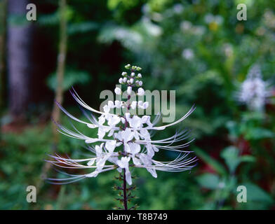 Cat's Whiskers from Asia Stock Photo