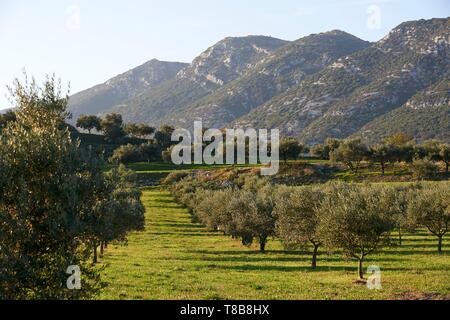 France, Gard, landscape towards Saint Hippolyte du Fort, olive grove Stock Photo