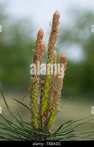 spring sprouts on pine tree Stock Photo