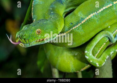 Papua New Guinea, Western Highlands Province, Wahgi Valley, Mount Hagen Region, green python (Moralia viridis) Stock Photo