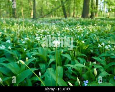 View of meadow with flowers and leaves of wild garlic on a spring sunny day. Stock Photo