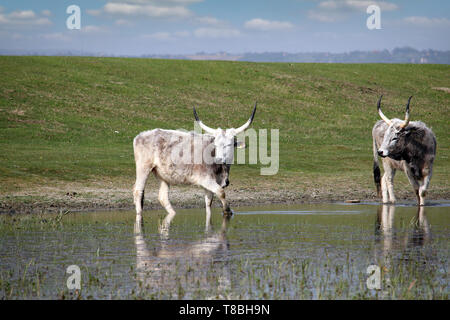 Podolian cows drink water on the river agriculture