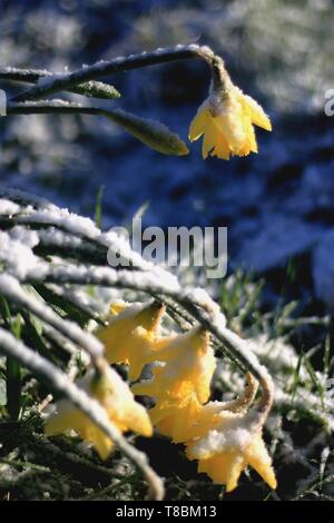 Frosted daffodils, daffodils covered in snow Stock Photo