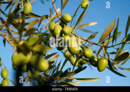 France, Gard, Villevieille, olives and olive oil from N¯mes AOP, olive grove Stock Photo