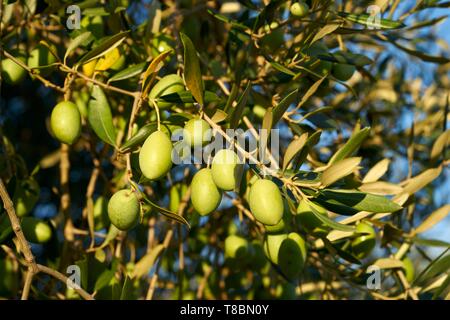 France, Gard, Villevieille, olives and olive oil from N¯mes AOP, olive grove Stock Photo