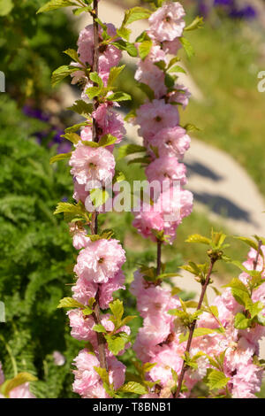 Prunus Triloba Plena. Beautiful Pink Flowers On A Bush Branch Close-up 