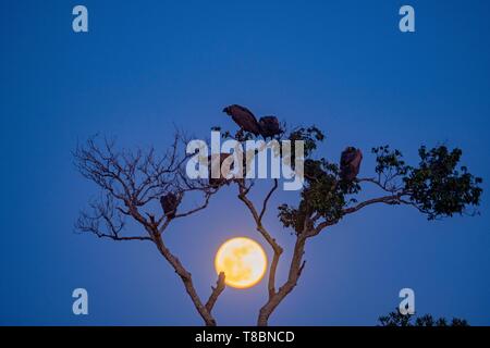 Kenya, Masai Mara Game Reserve, White backed Vulture (Gyps africanus), group in a tree for the night with the full moon Stock Photo