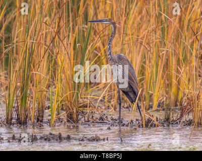 Goliath heron (Ardea goliath) in reed habitat of Marievale sanctuary South Africa Stock Photo