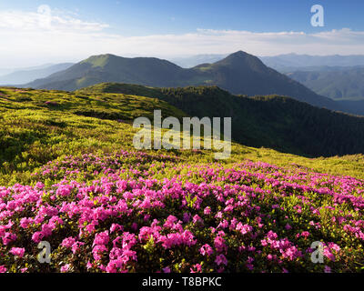 Summer landscape. Pink flowers in the mountains. Blooming Rhododendron in a glade. Beauty in nature. Sunny day. Carpathians, Ukraine, Europe Stock Photo