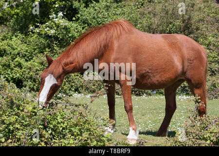 Pony ponies in New Forest Stock Photo