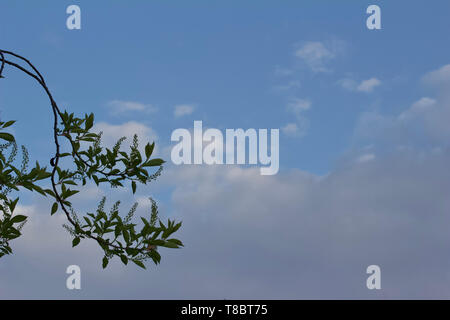 upward view of emerging leaves and white flower buds and blossoms on a Canada red cherry tree in spring with blue sky copy space Stock Photo