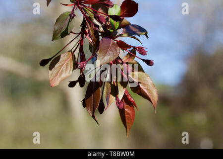 Emerging young red flower buds and leaves on a royalty crabapple tree branch in spring Stock Photo