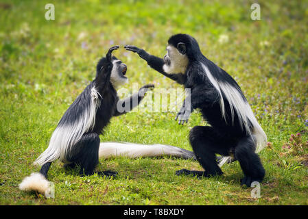 Two Mantled guereza monkeys fighting in grass Stock Photo