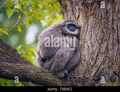 Silvery gibbon also known as Hylobates moloch sitting on a tree Stock Photo