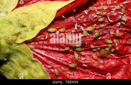 Aphids in different stages on a red abutilon flower Stock Photo
